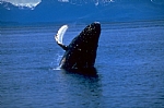 alaska