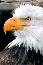 alaska