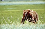 alaska