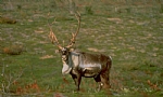 alaska