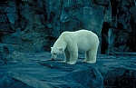 alaska