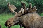 alaska