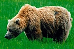 alaska
