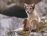 alaska