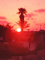 נטיקה