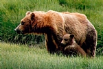 alaska