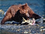 alaska