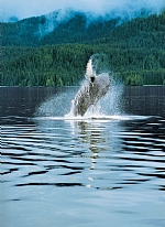 alaska