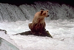 alaska