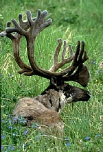 alaska