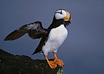 alaska