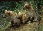 alaska