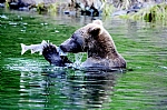 alaska
